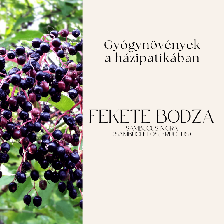 bodza (1)